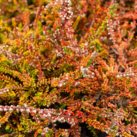 Calluna vulgaris Wickwar Flame - Bruyère d'été Wickwar Flame - Bruyères