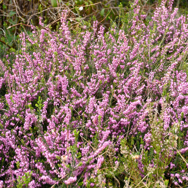 Bruyère d'hiver Furzey - Erica darleyensis furzey - Bakker