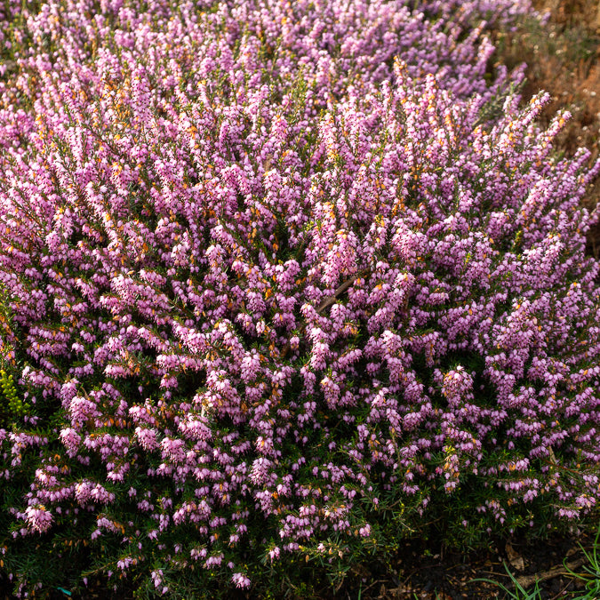 Vente Bruyère d'hiver 'Darley Dale' - Erica darleyensis Darley Dale