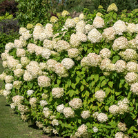Vente Hortensia paniculé 'Silver Dollar' - Hortensia paniculata