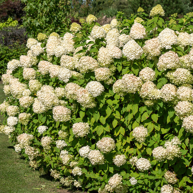 Vente Hortensia paniculé 'Silver Dollar' - Hortensia paniculata