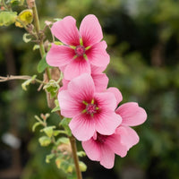 Mauve du Cap El Rayo - Anisodontea El Rayo - Bakker