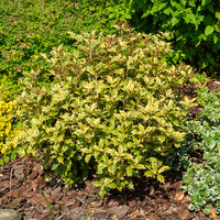 Vente Osmanthe panaché Goshiki - Osmanthus heterophyllus Goshiki