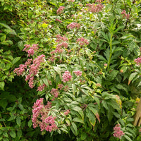 Eupatoire chanvrine Plenum - Eupatorium cannabinum Plenum - Bakker