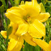 Hémérocalle Mary Todd - Hemerocallis mary todd - Plantes d'extérieur