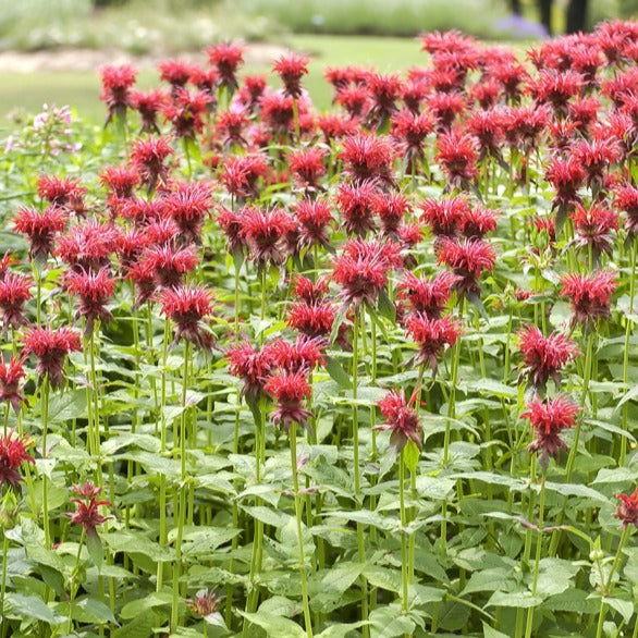 3 Monardes Cambridge Scarlet - Monarda cambridge scarlet - Bakker