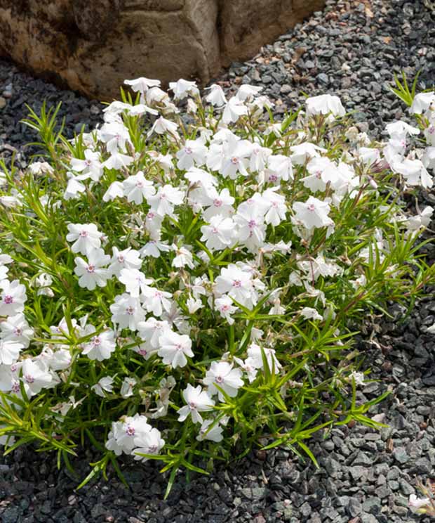 3 Phlox mousse Maischnee - Phlox subulata maischnee - Plantes vivaces