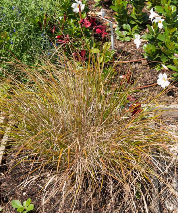 Stipe orange - Anemanthele lessoniana - Plantes d'extérieur