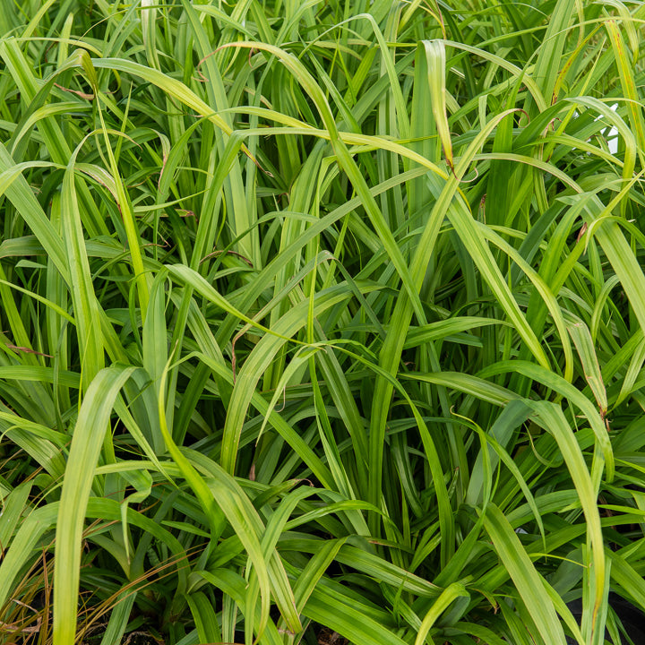 3 Laîches pendantes - Carex - Bakker