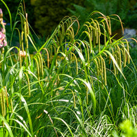 Laîche pendante - Carex - Bakker