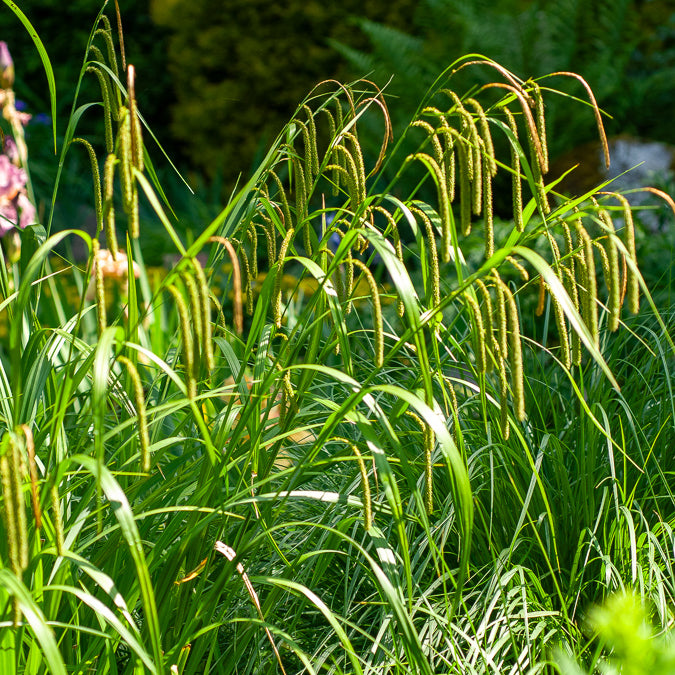 3 Laîches pendantes - Carex - Carex pendula - Bakker