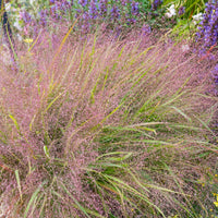 Herbe d'amour - Eragrostis spectabilis - Bakker