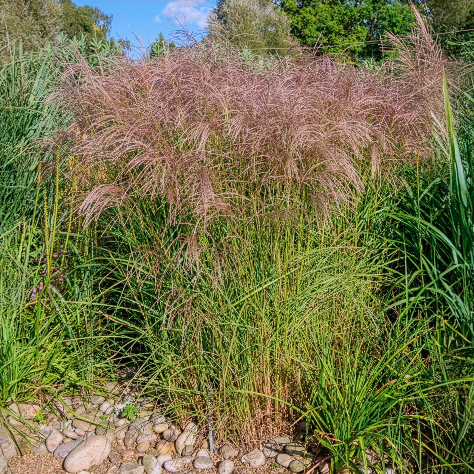 Miscanthus - Miscanthus - Eulalie Flamingo - Miscanthus sinensis flamingo