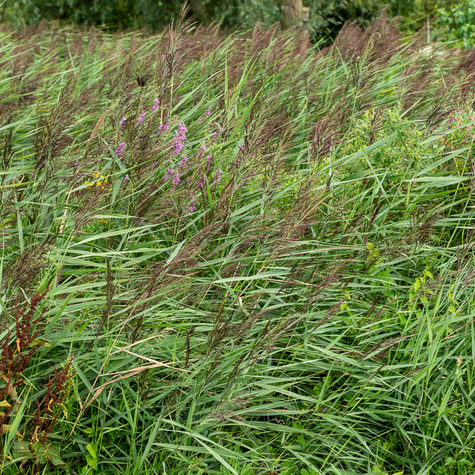 Phragmites australis - Roseau commun - Roseaux