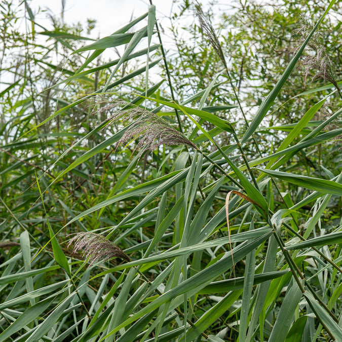 Roseaux - Roseau commun - Phragmites australis