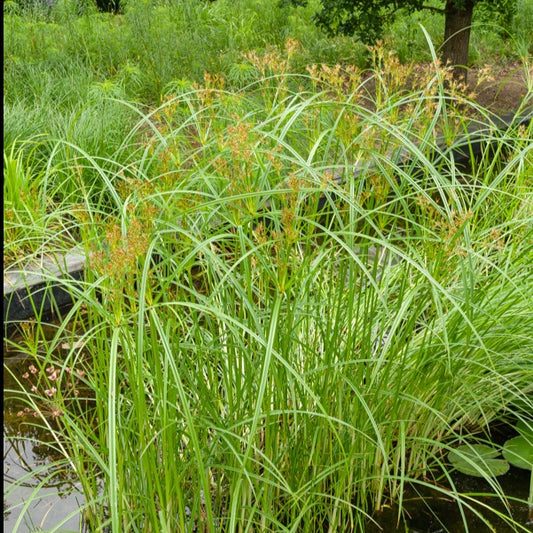 Souchet odorant - Bakker