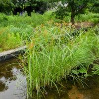 Graminées - Souchet odorant - Cyperus longus