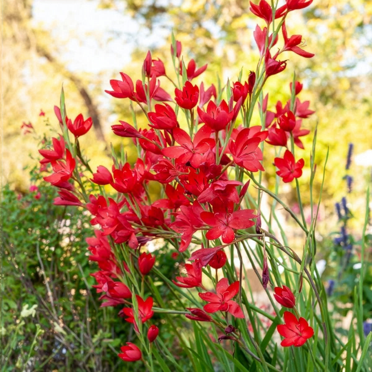 Lys des cafres 'Major' - Bakker