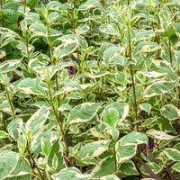 Cornus alba elegantissima - Cornouiller blanc Elegantissima - Arbustes