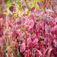 Arbustes - Cornouiller blanc Elegantissima - Cornus alba elegantissima