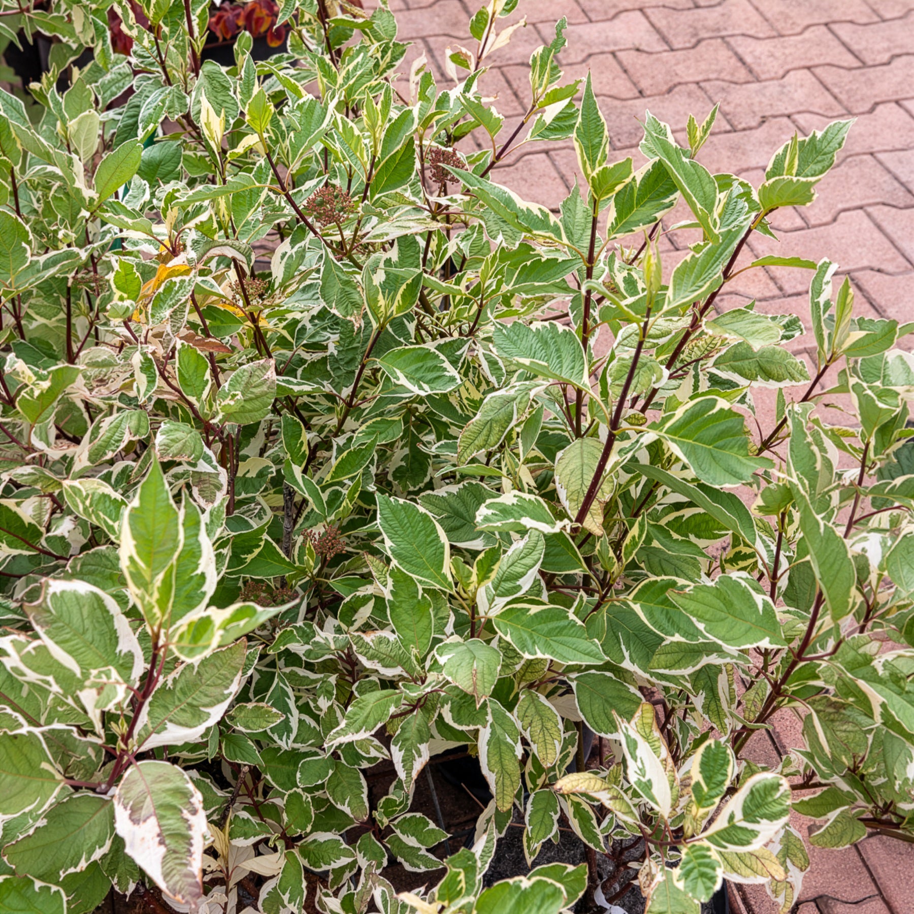 Cornouiller blanc Elegantissima - Bakker