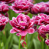 Tulipa - 7 Tulipes à fleurs de pivoine Dream Touch - Bulbes de Tulipe