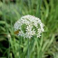 Collection de 6 aromatiques - Collection d'aromatiques #2 - Graines d'aromatiques