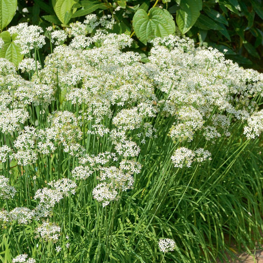 Ciboule de Chine - Allium tuberosum - Bakker