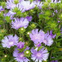 Bleuet d'Amérique Mels Blue - Stokesia laevis Mels blue - Bakker