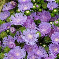 Bleuet d'Amérique Mels Blue - Bakker