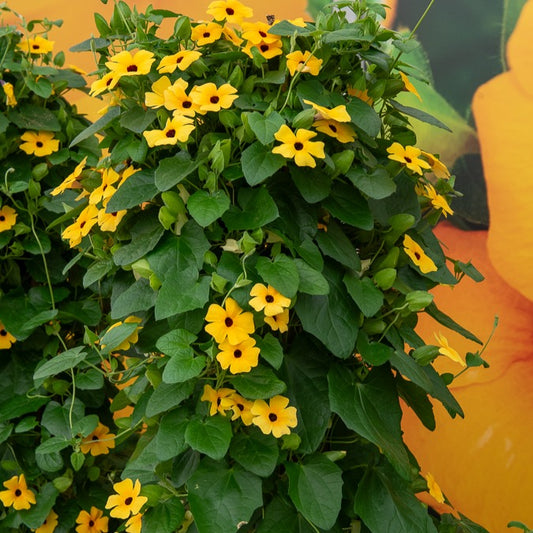 Suzanne aux yeux noirs jaune - Bakker