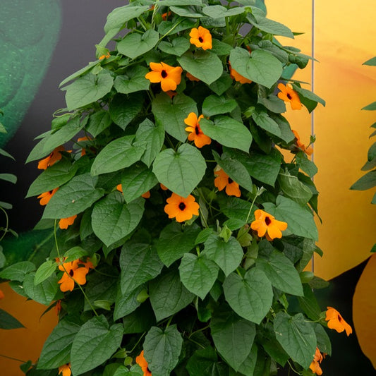 Suzanne orange aux yeux noirs - Bakker