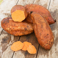 Patate douce - Ipomoea batatas - Bakker