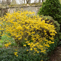 Forsythia Marée d'Or ® - Forsythia marée d'or ® - Bakker