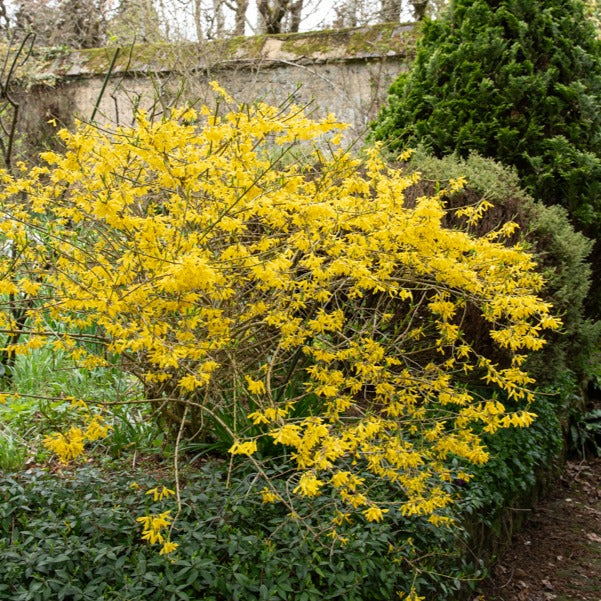 Forsythia Marée d'Or ® - Bakker.com | France