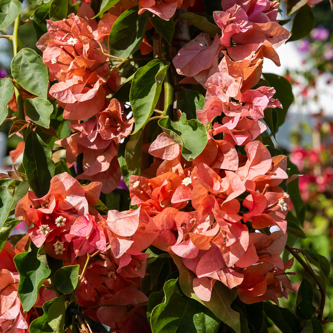 Bougainvillier Orange - Bougainvillea orange - Bakker