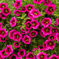 3 Mini-pétunias good night kiss - Calibrachoa cabaret® 'good night kiss' - Bakker