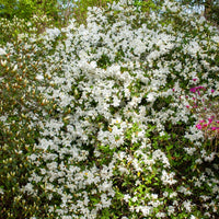 Azalea palestrina - Azalea Palestrina - Azalées