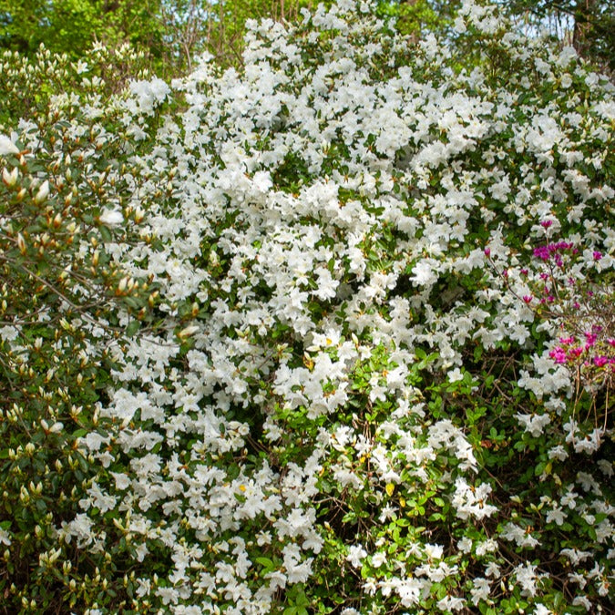 Azalea palestrina - Azalea Palestrina - Azalées