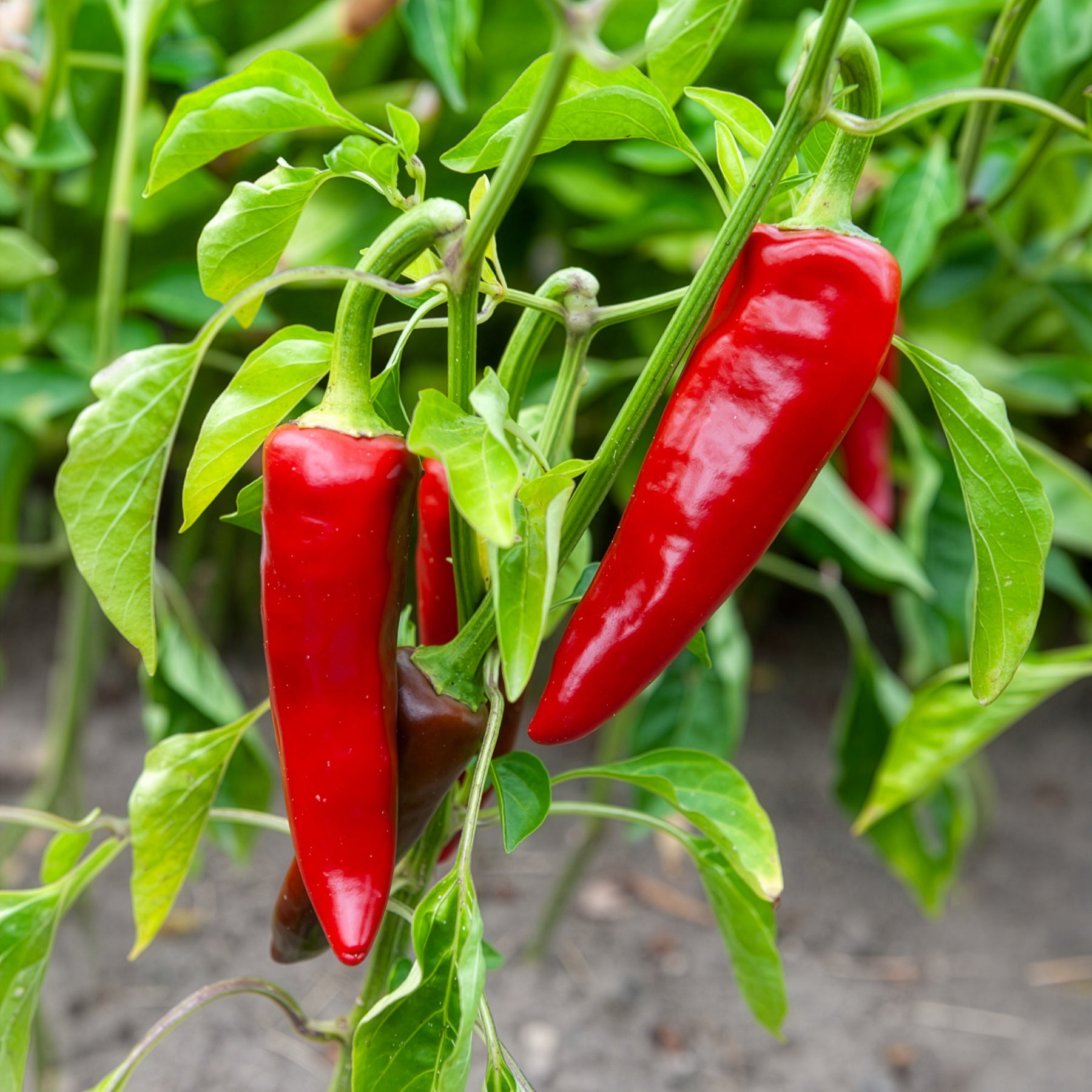 Piment d'Espelette - Gorria - Capsicum annuum gorria - Bakker