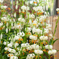 Lys Snowy morning - Lilium 'snowy morning' - Bulbes à fleurs