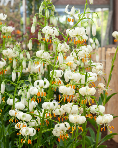 Lys Snowy morning - Lilium 'snowy morning' - Bulbes à fleurs