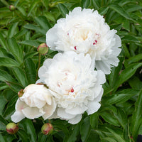 Pivoine Festiva Maxima - Paeonia lactiflora 'festiva maxima' - Plantes d'extérieur