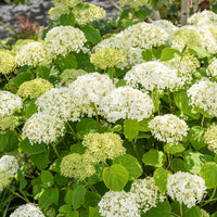 Hortensia Hydrangea 'Strong Annabelle' Blanc - Arbustes à fleurs