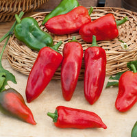 Poivron 'Piquillo ' - Capsicum annuum 'piquillo' - Bakker