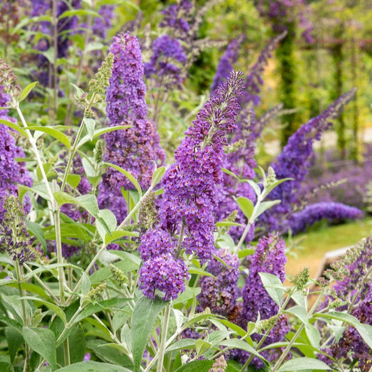 Arbre aux papillons 'Lavender Flow' sur tige - Bakker