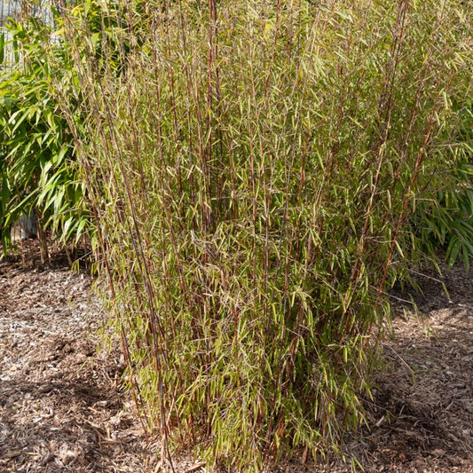 Bambou 'Jiuzhaigou' non-traçant - Bakker