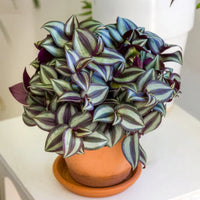 Misère rayée - Tradescantia zebrina - Bakker