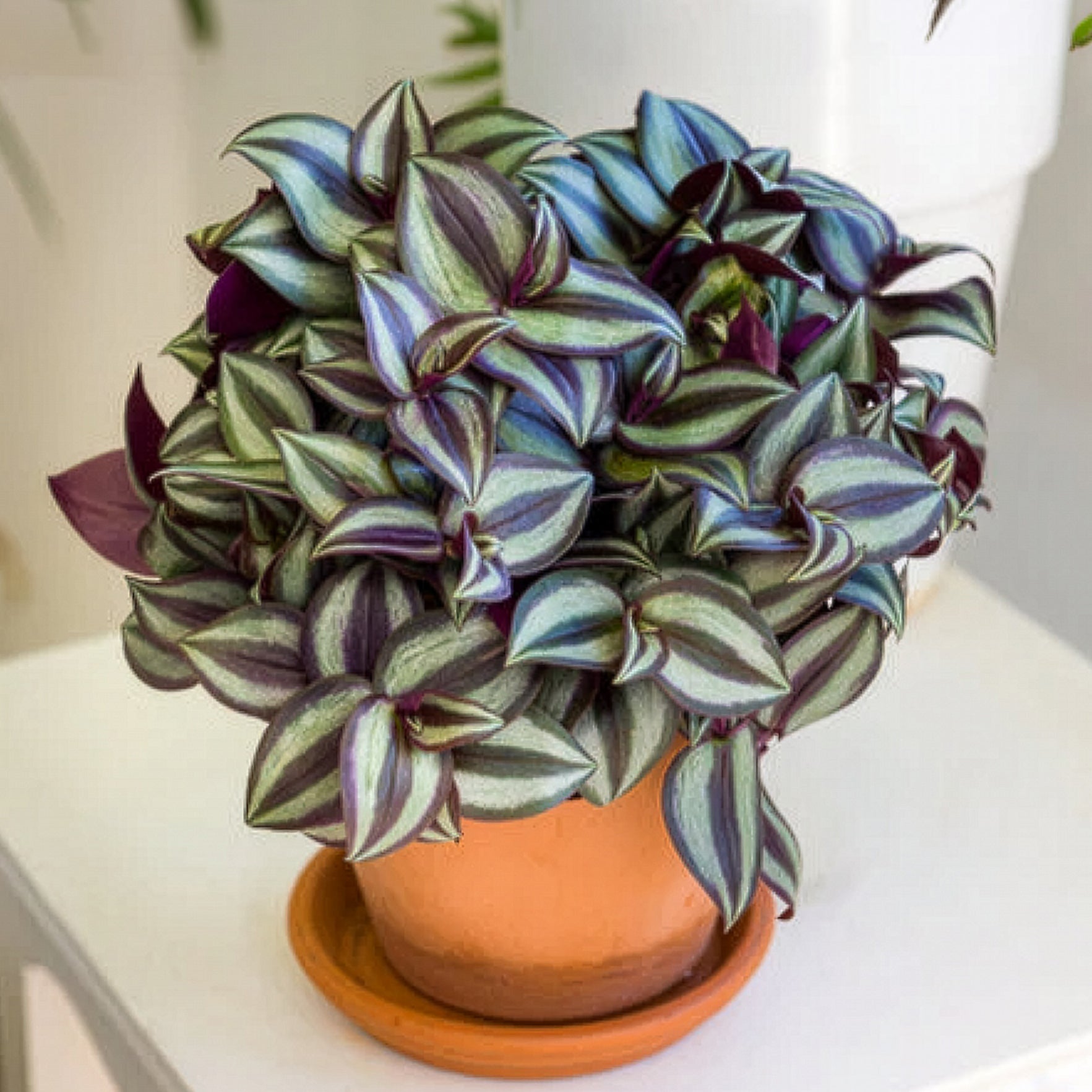 Misère rayée - Tradescantia zebrina - Bakker