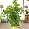 Ficus benjamina Golden King - Bakker